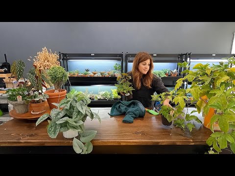 Unorganized Studio Tour & Potting Up New Houseplants!