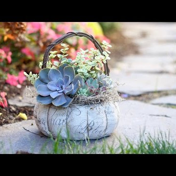 Succulent Basket + Care Tips