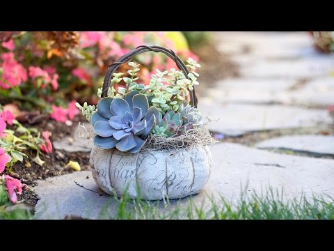 Succulent Basket + Care Tips
