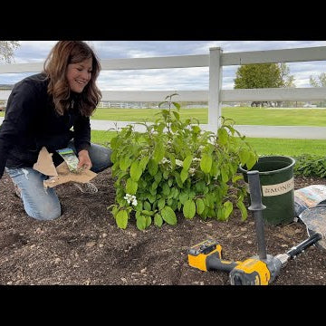 Planting 2 Evergreens & 2 Viburnums!