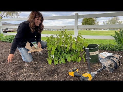 Planting 2 Evergreens & 2 Viburnums!