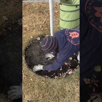 How We Fertilize Our Young Trees!