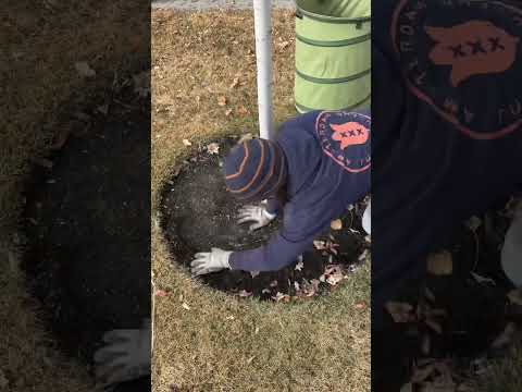 How We Fertilize Our Young Trees!