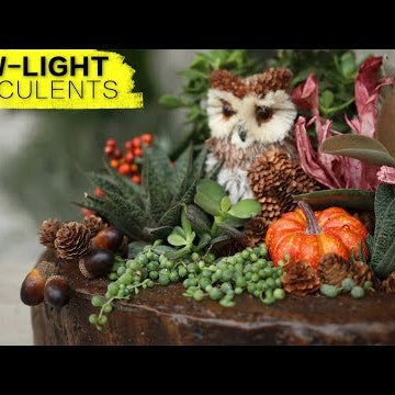 Low-Light Succulent Arrangement