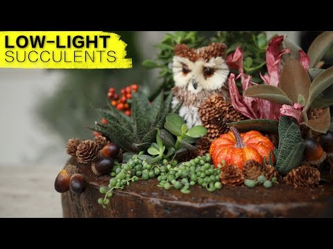 Low-Light Succulent Arrangement