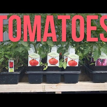 Tomatoes in Containers