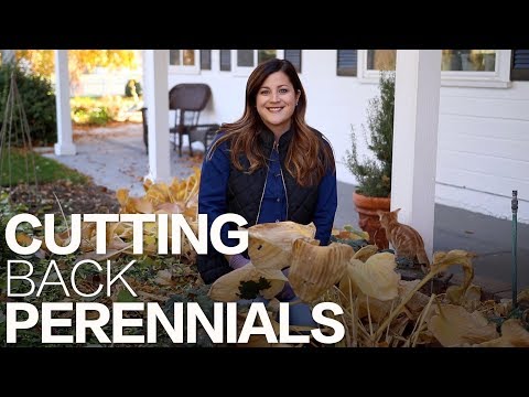 Cutting Back Perennials in the Fall