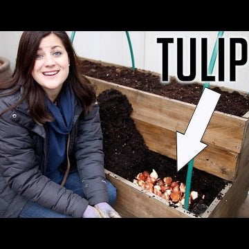 Planting Tulips in DECEMBER!!!
