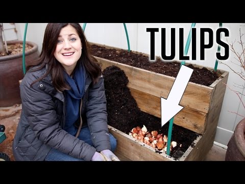 Planting Tulips in DECEMBER!!!