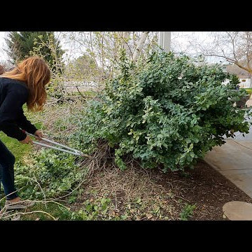 3 Shrub Pruning Projects: Euonymus, Butterfly Bush & Hydrangea Standard!