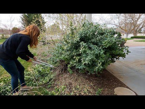 3 Shrub Pruning Projects: Euonymus, Butterfly Bush & Hydrangea Standard!