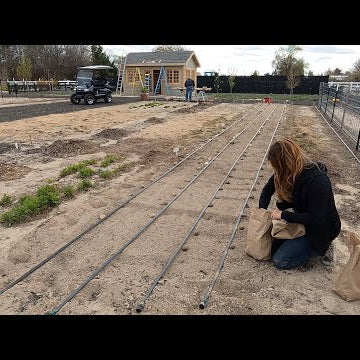 Planting 256 Feet of Potatoes!