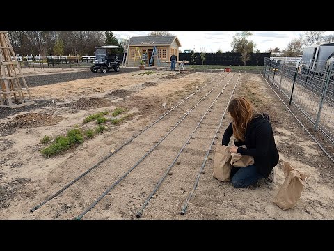 Planting 256 Feet of Potatoes!