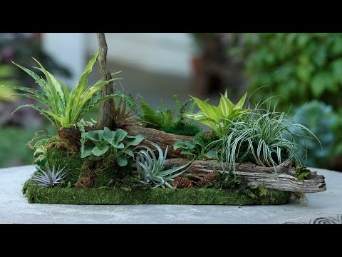 Miniature Woodland Tabletop Garden!