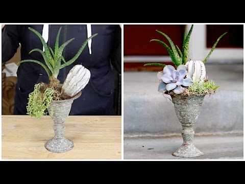 Fixing a Damaged Succulent Arrangement