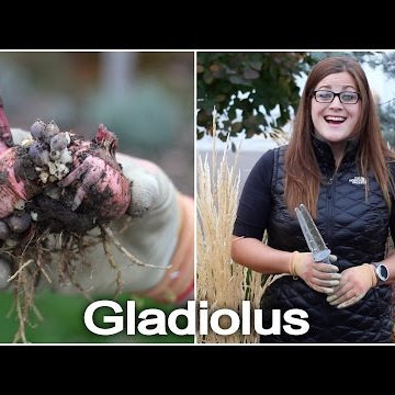 Digging and Storing Gladiolus Bulbs