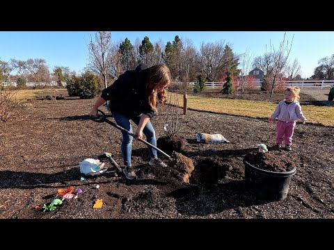 Planting a Serviceberry & Miniature Peach + Flower Bed Cleanup!