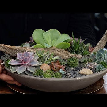 Taking Apart & Rebuilding a Succulent Arrangement with Cuttings!