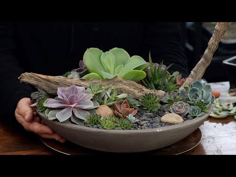 Taking Apart & Rebuilding a Succulent Arrangement with Cuttings!