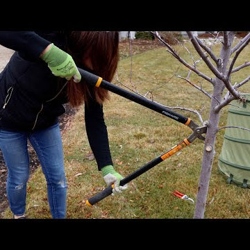 Pruning a Couple Trees In My Garden!