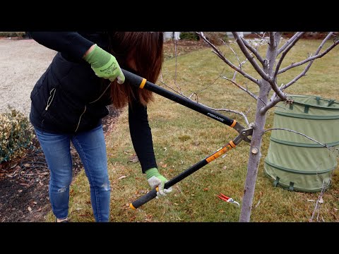 Pruning a Couple Trees In My Garden!