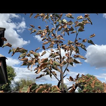 Why Does My Plant Look like It's Dying Right After Planting?