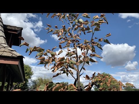 Why Does My Plant Look like It's Dying Right After Planting?