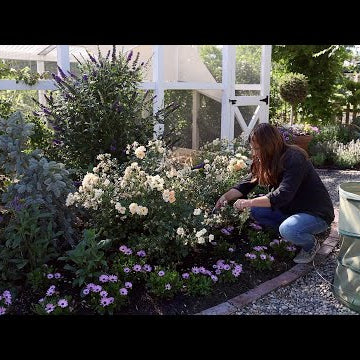 Cutting Back Salvia, Deadheading Roses, Baiting for Earwigs, and Virginia Creeper Removal!