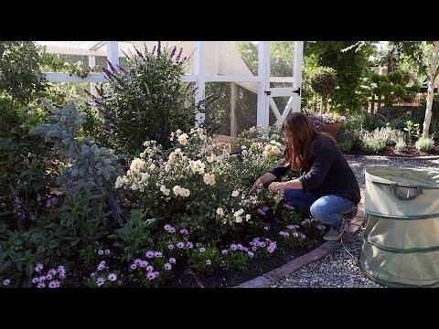 Cutting Back Salvia, Deadheading Roses, Baiting for Earwigs, and Virginia Creeper Removal!
