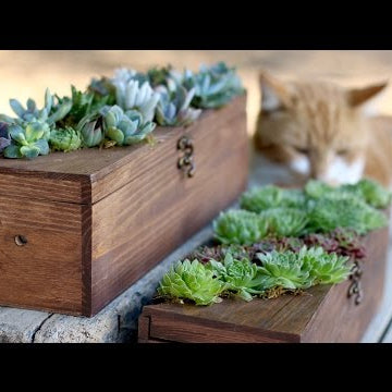 Wine Box Turned Succulent Planter