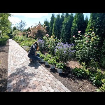 Finishing the Tree Planting, Perennial Planting & Pathway/Patio Update!