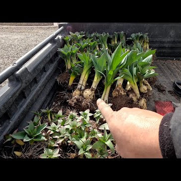 Transplanting Alliums & New Plant Load at the Garden Center!
