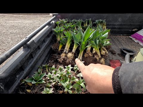 Transplanting Alliums & New Plant Load at the Garden Center!