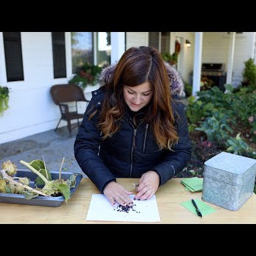 Harvesting & Saving Seeds!