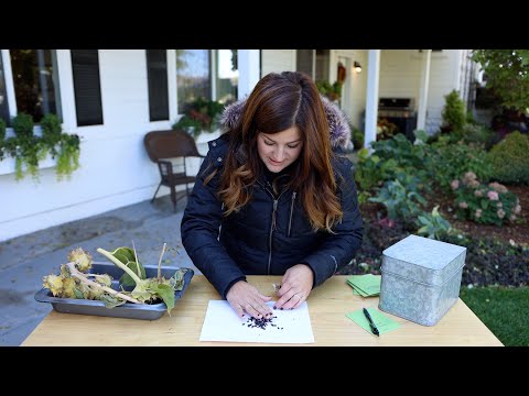 Harvesting & Saving Seeds!