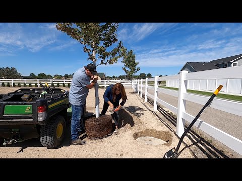 Planting Maple Trees on the New Property!