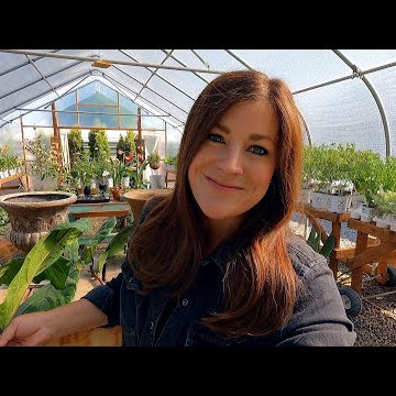 Fiddle Leaf Fig Cutting Update + Potting Up New Citrus, Papaya & Hardy Fig!