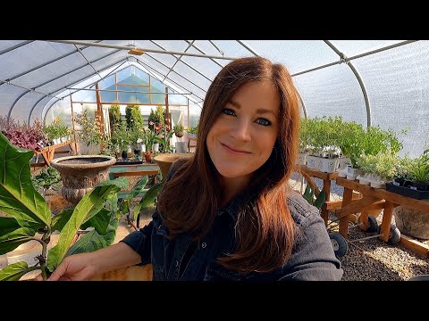 Fiddle Leaf Fig Cutting Update + Potting Up New Citrus, Papaya & Hardy Fig!