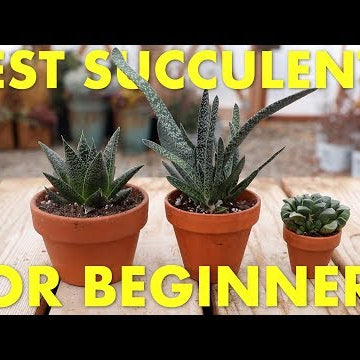 Best Succulents to Grow Inside for Beginners!