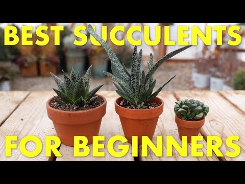 Best Succulents to Grow Inside for Beginners!