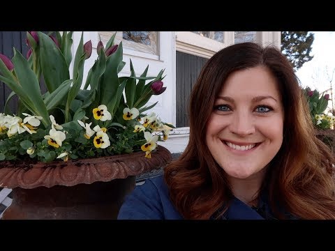 Planting Tulips in My Containers!