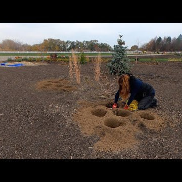 Planting a Bunch of Beautiful Daffodils!