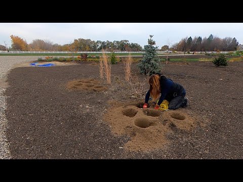 Planting a Bunch of Beautiful Daffodils!
