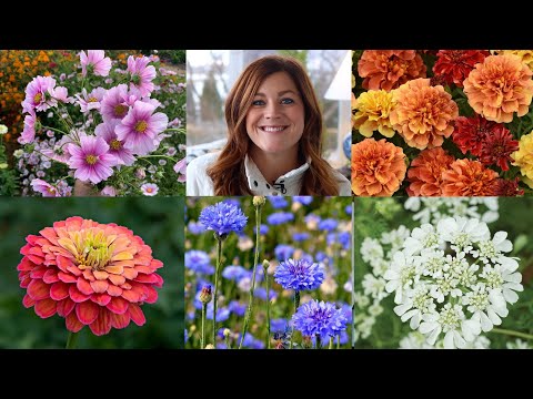 10 of the Easiest Annual Flowers to Start From Seed!