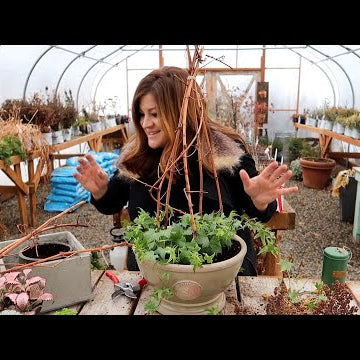 2 Houseplant Arrangements