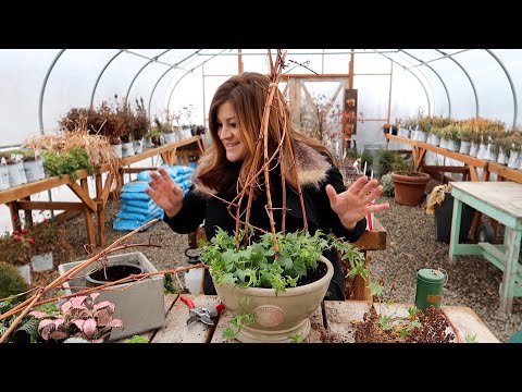 2 Houseplant Arrangements