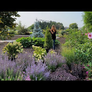 Planting 5 Gorgeous Evergreens (That Stay Small)!