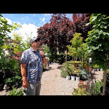 Shopping For Trees At the Garden Center!