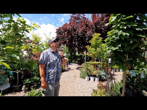 Shopping For Trees At the Garden Center!
