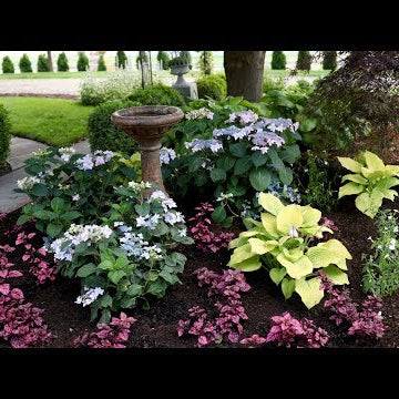 Landscape Makeover Pt 2